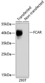 FCAR Polyclonal Antibody