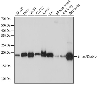 Smac/Diablo Monoclonal Antibody [0W1K4]