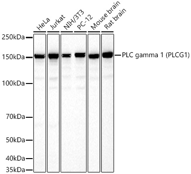 PLC gamma 1 (PLCG1) Monoclonal Antibody [6V9U10]
