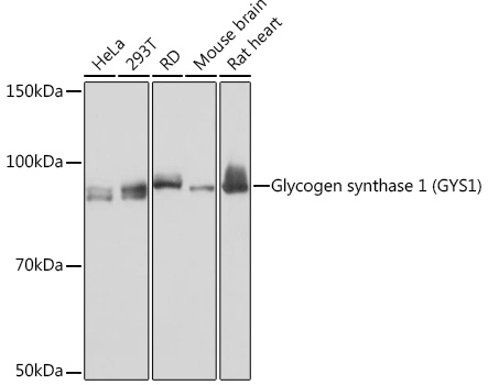 Glycogen synthase 1 (GYS1) Monoclonal Antibody [8N1B3]