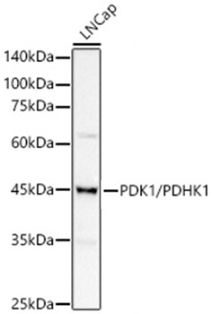PDK1/PDHK1 Monoclonal Antibody
