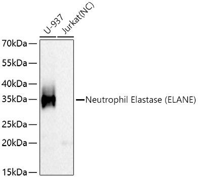 Neutrophil Elastase (ELANE) Monoclonal Antibody [8X4E6]