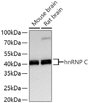hnRNP C Monoclonal Antibody [7A10N5]