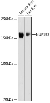 NUP153 Polyclonal Antibody