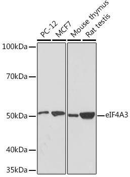 eIF4A3 Monoclonal Antibody [6Y3N4]