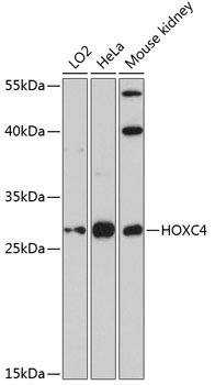 HOXC4 Polyclonal Antibody