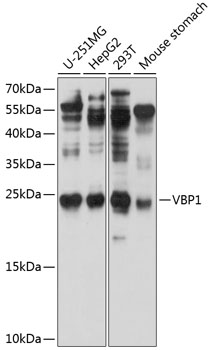 VBP1 Polyclonal Antibody