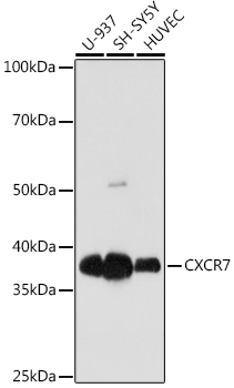 CXCR7 Monoclonal Antibody [8V8E1]