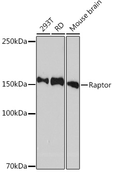 Raptor Monoclonal Antibody [9N0A4]