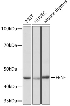 FEN-1 Monoclonal Antibody [3H9L9]