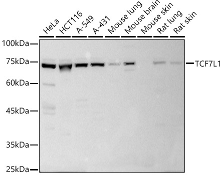 TCF7L1 Polyclonal Antibody
