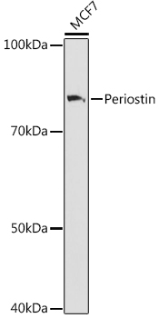 Periostin Monoclonal Antibody [7S3E5]