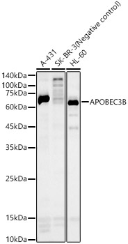 APOBEC3B Polyclonal Antibody