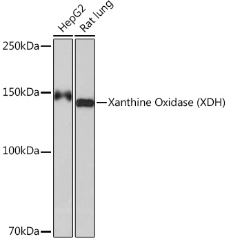 Xanthine Oxidase (XDH) Monoclonal Antibody [0M8E7]