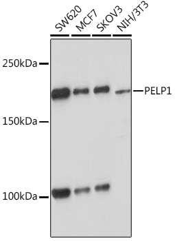 PELP1 Monoclonal Antibody [9V9A5]