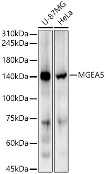 MGEA5 Polyclonal Antibody