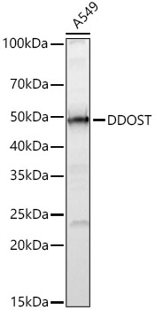 DDOST Polyclonal Antibody