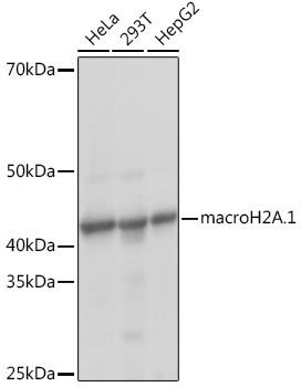 macroH2A.1 Monoclonal Antibody [4D2O4]