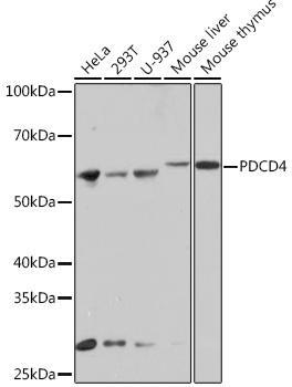PDCD4 Monoclonal Antibody [3A8V10]