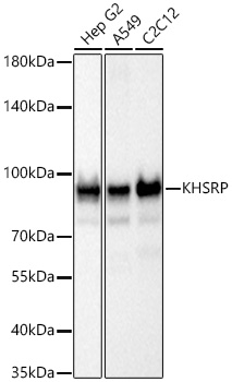 KHSRP Monoclonal Antibody [4V4O1]