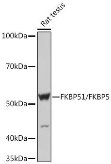 FKBP51/FKBP5 Monoclonal Antibody [7W2R1]