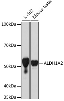 ALDH1A2 Monoclonal Antibody [3D2P3]