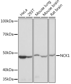 NCK1 Monoclonal Antibody [4R1N9]