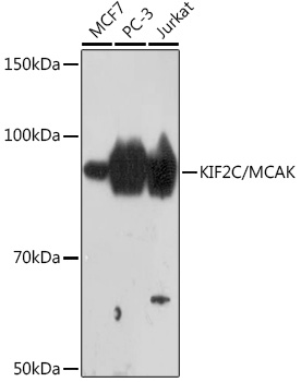 KIF2C/MCAK Monoclonal Antibody [7V9D2]