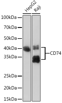 CD74 Monoclonal Antibody