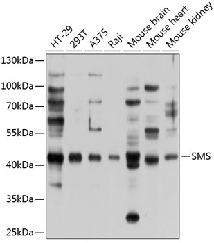 SMS Polyclonal Antibody