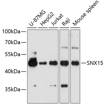 SNX15 Polyclonal Antibody