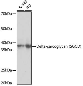 Delta-sarcoglycan (SGCD) Monoclonal Antibody [3P3R4]