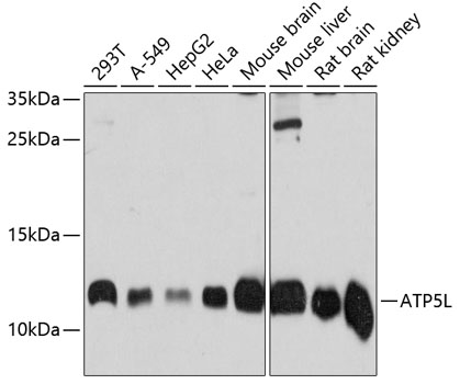 ATP5L Polyclonal Antibody
