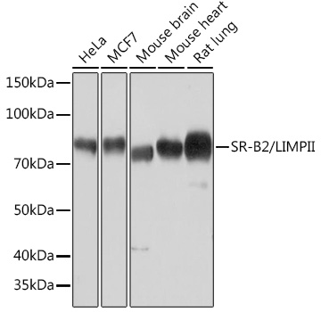 SR-B2/LIMPII Monoclonal Antibody [7D2P5]