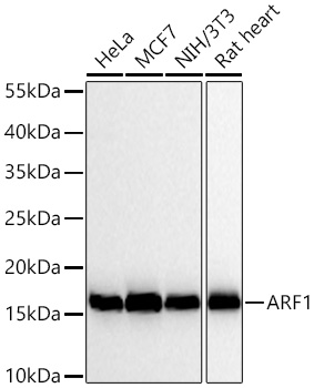 ARF1 Monoclonal Antibody [0C5B3]