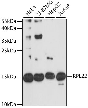 RPL22 Polyclonal Antibody