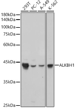 ALKBH1 Monoclonal Antibody [5K4W5]