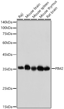 PIM2 Monoclonal Antibody [3V1S5]