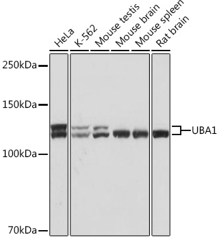 UBA1 Monoclonal Antibody [6H2I9]