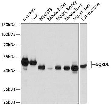 SQRDL Polyclonal Antibody