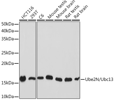 Ube2N/Ubc13 Monoclonal Antibody [10O9Z5]