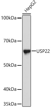 USP22 Monoclonal Antibody [9C7I8]