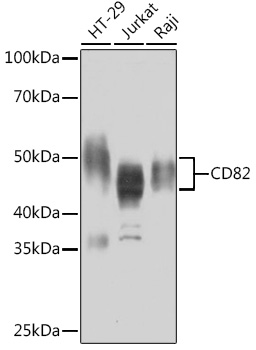 CD82 Monoclonal Antibody [0T3L6]