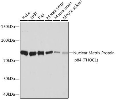 Nuclear Matrix Protein p84 (THOC1) Monoclonal Antibody [6E3A7]