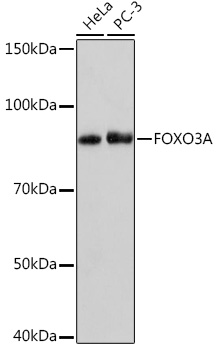 FOXO3A Monoclonal Antibody [8B9X5]