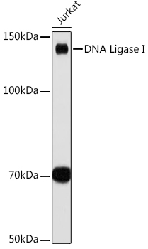 DNA Ligase I Monoclonal Antibody [0D6M4]