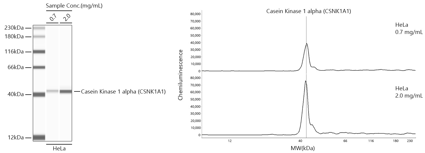 Casein Kinase 1 alpha (CSNK1A1) Monoclonal Antibody [9O4L9]