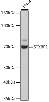 STXBP1 Monoclonal Antibody [1N7U1]