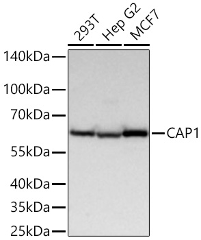 CAP1 Monoclonal Antibody [9K4I6]