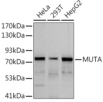 MUTA Monoclonal Antibody [2V5O5]